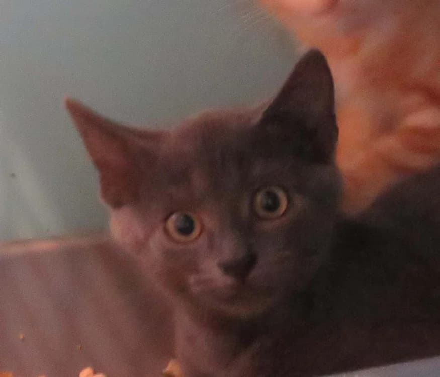 KIRI, male Mixed Breed for adoption at SPA Redon, Redon