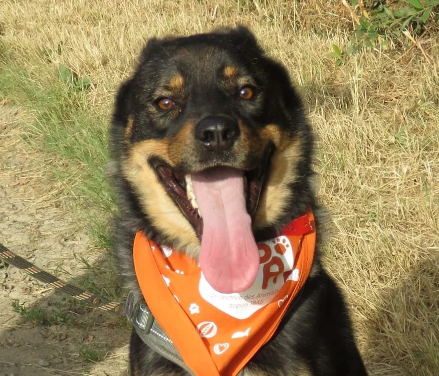 HERNANDO, male young mixed breed for adoption at SPA Redon, Redon