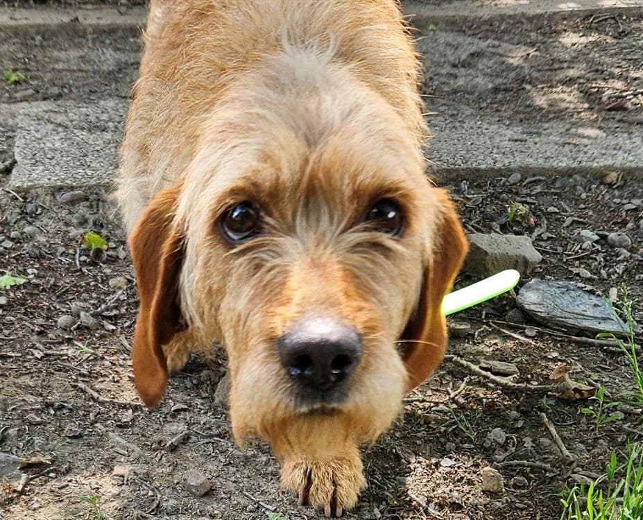 LATIAS, female 4yo Basset Hound for adoption at SPA Redon, Redon