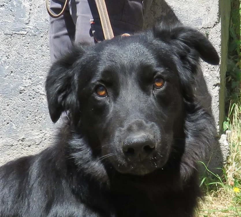 ROMA, male young mixed breed for adoption at SPA Redon, Redon