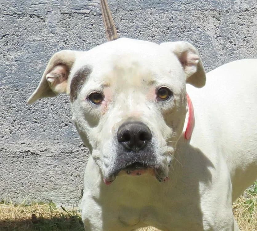 BLANCHE, female senior French Bulldog for adoption at SPA Redon, Redon