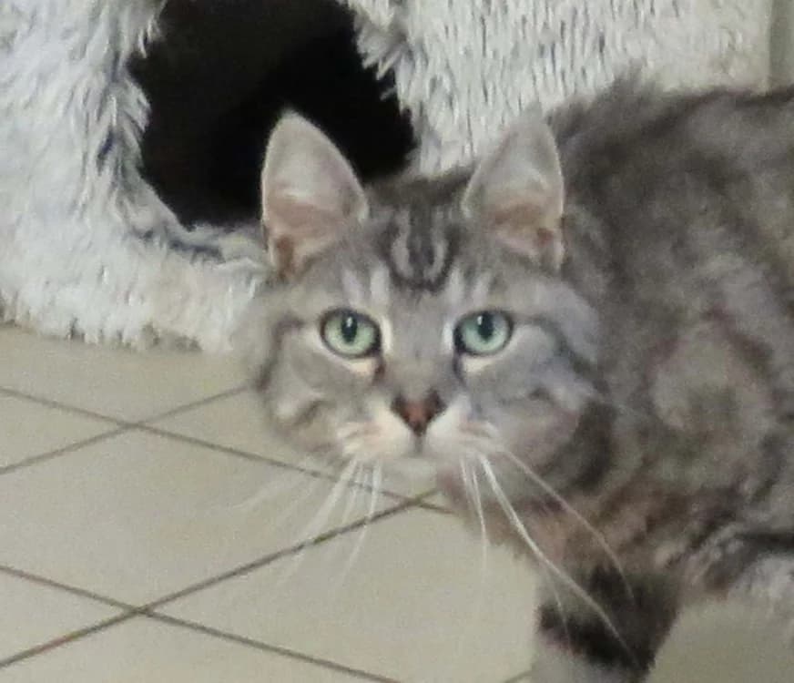 PORTO, male 4yo Mixed Breed for adoption at SPA Redon, Redon