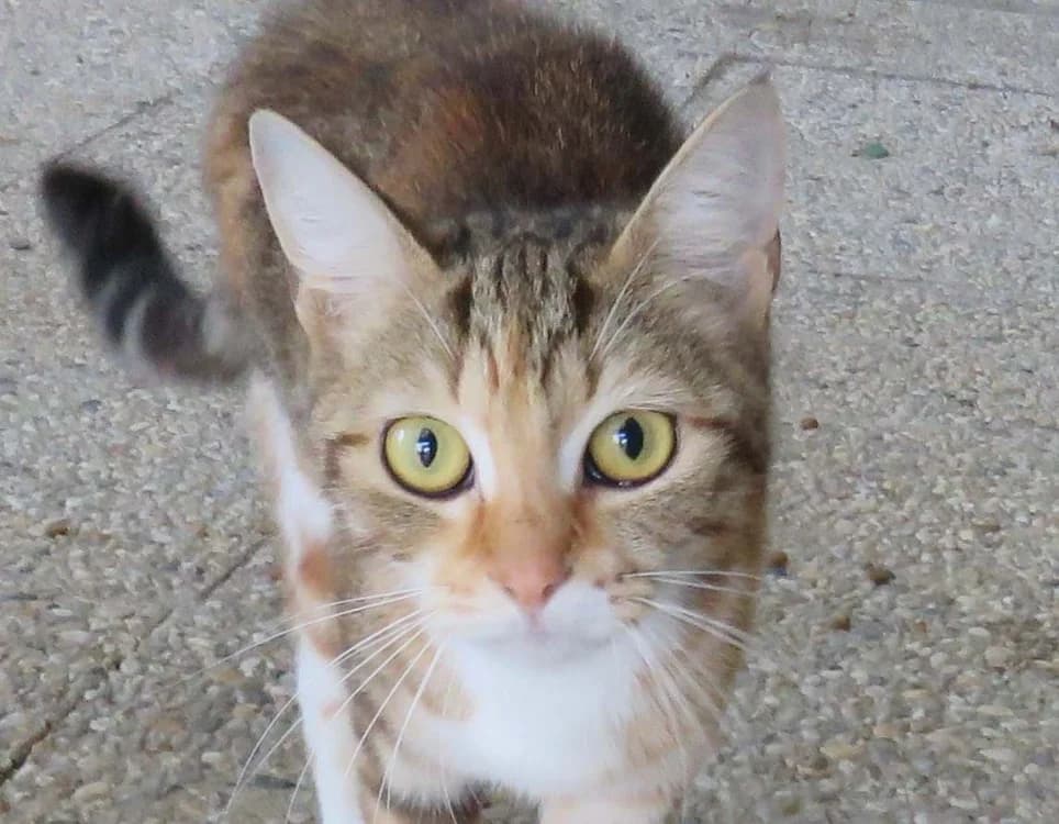 LUA, female young mixed breed for adoption at SPA Redon, Redon