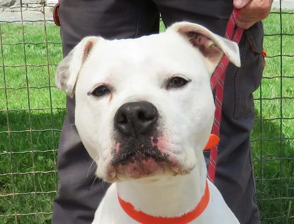 PROMESSE, female 7yo American Staffordshire Terrier for adoption at SPA Redon, Redon