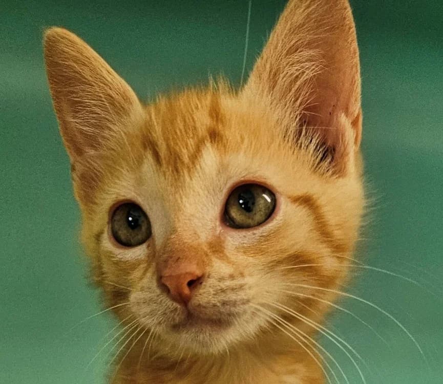 KOUM, male Mixed Breed for adoption at SPA Redon, Redon
