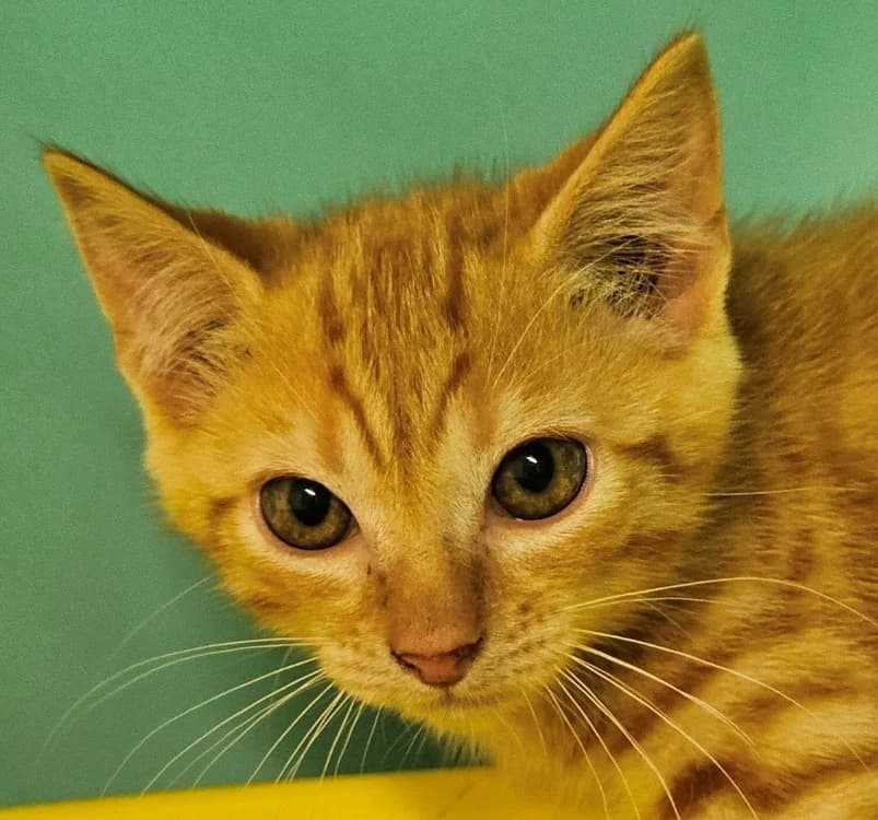 LIV, male Mixed Breed for adoption at SPA Redon, Redon