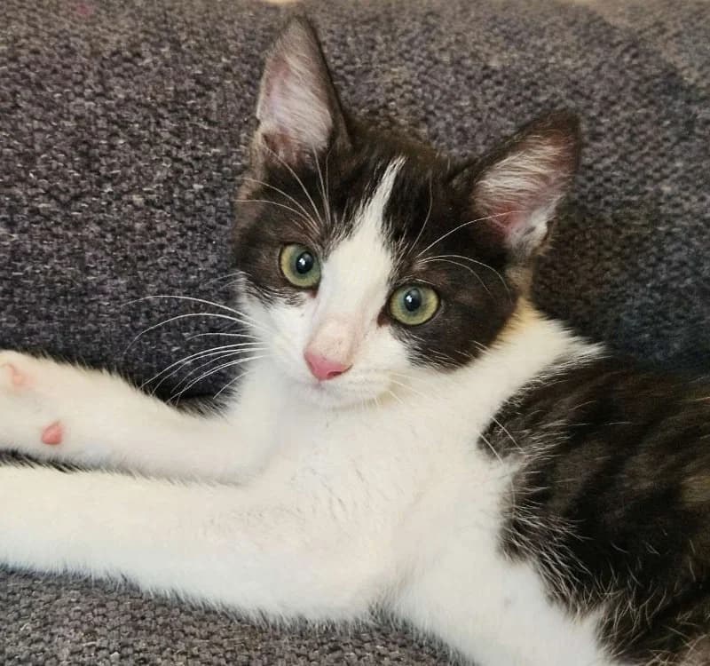 VUTHY, male Mixed Breed for adoption at SPA Redon, Redon