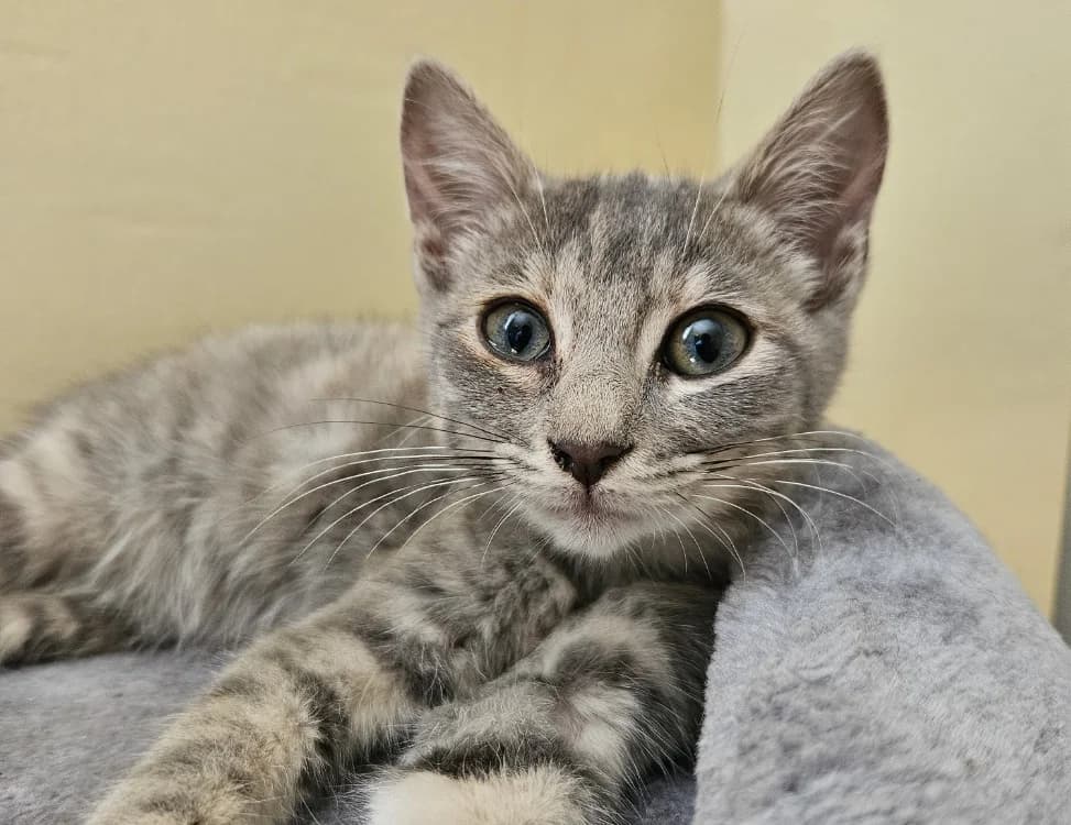 CHANTY, female Mixed Breed for adoption at SPA Redon, Redon