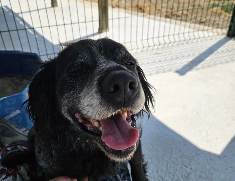 MERLIN, male senior Mixed Breed for adoption at SPA Redon, Redon