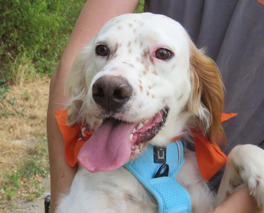 ARGOS, English Setter (SPA Redon)