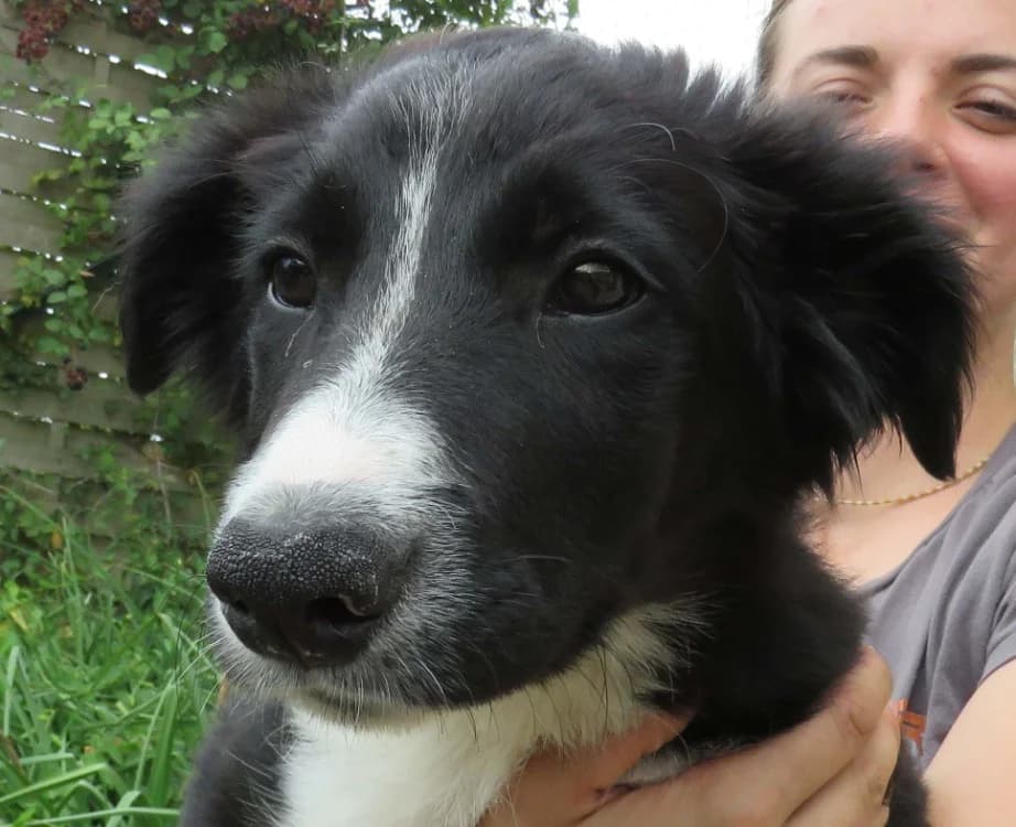 PICKLES, male Border Collie for adoption at SPA Redon, Redon