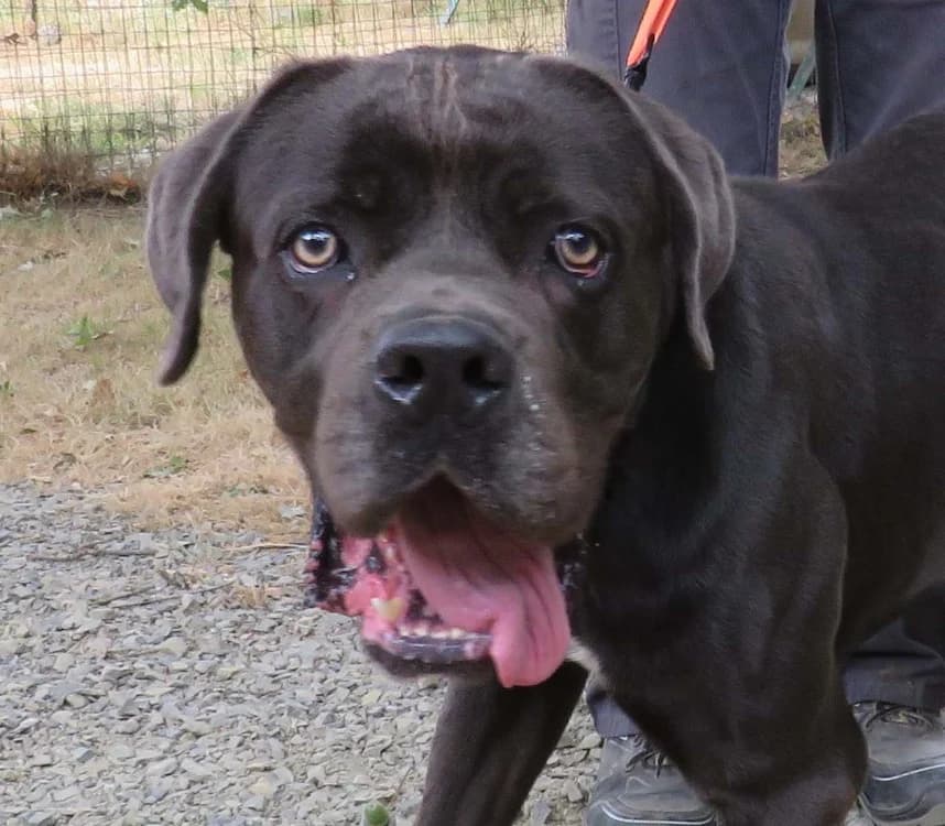VULCAIN, male young Cane Corso for adoption at SPA Redon, Redon