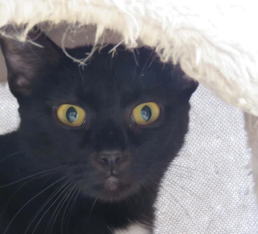 TREAL, Mixed Breed (SPA Redon)