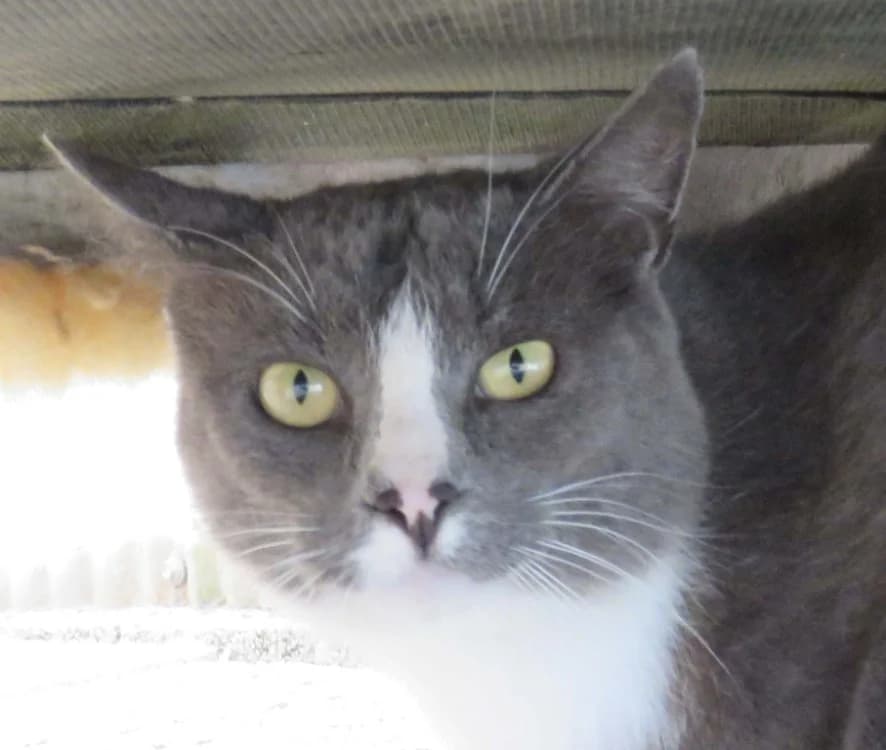 Meyronne, male Mixed Breed for adoption at SPA Redon, Redon