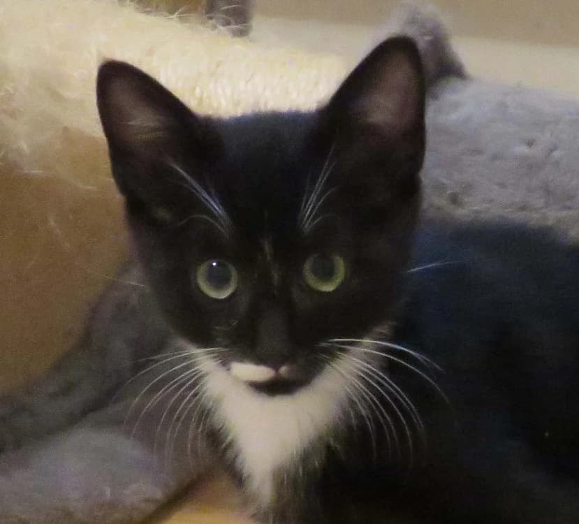 TERROU, male Mixed Breed for adoption at SPA Redon, Redon