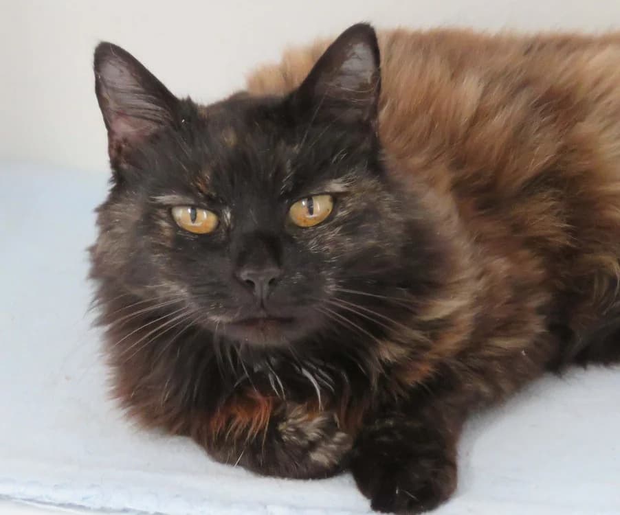 ETEL, female 5yo Mixed Breed for adoption at SPA Redon, Redon