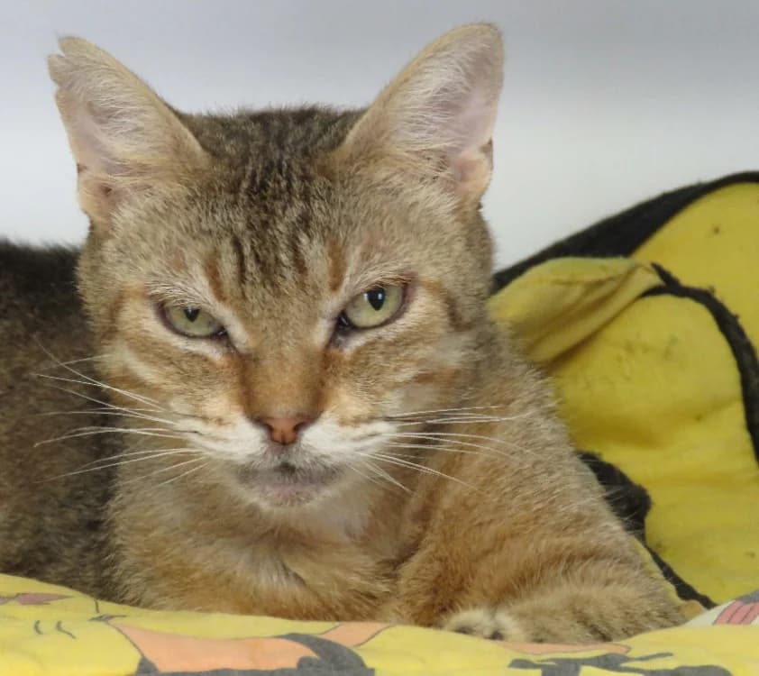 PACIFIQUE, male senior Mixed Breed for adoption at SPA Redon, Redon