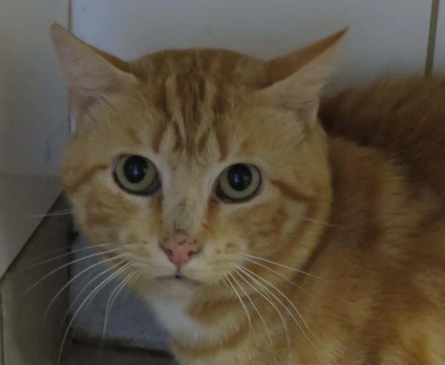 JIYONG, male 5yo Mixed Breed for adoption at SPA Redon, Redon