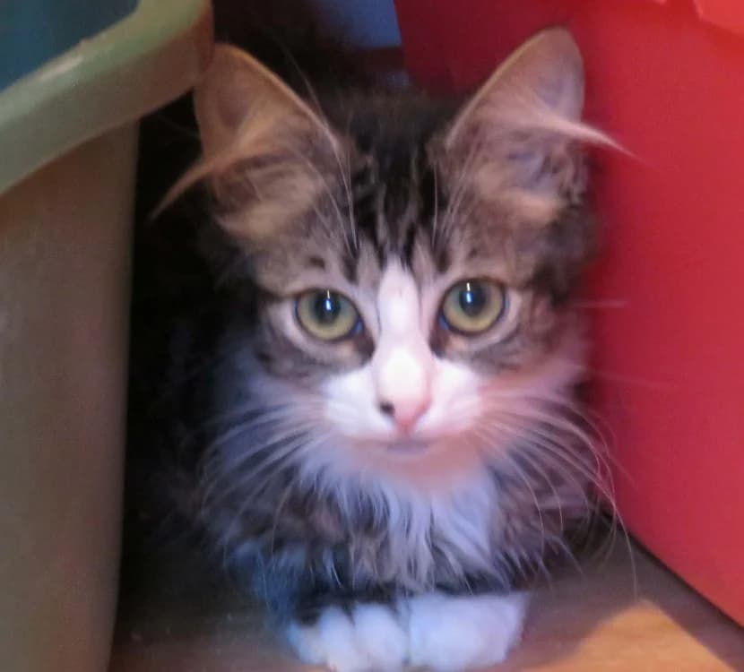 CARTIS, female Mixed Breed for adoption at SPA Redon, Redon