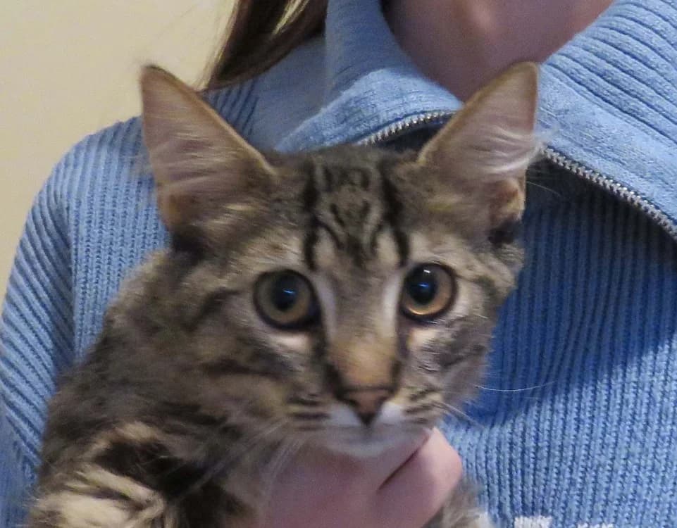 TANOS, male Mixed Breed for adoption at SPA Redon, Redon
