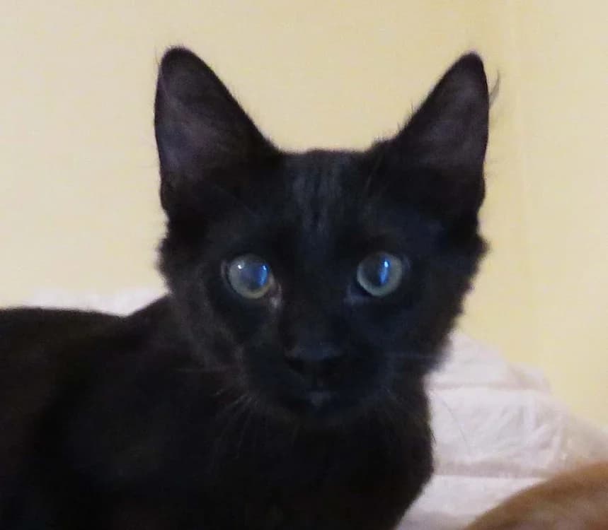 YOUNGBAE, male Mixed Breed for adoption at SPA Redon, Redon