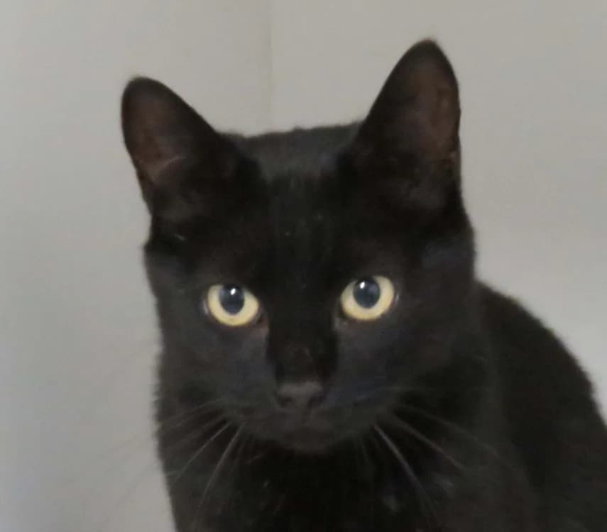 SOLONE, female 4yo Mixed Breed for adoption at SPA Redon, Redon