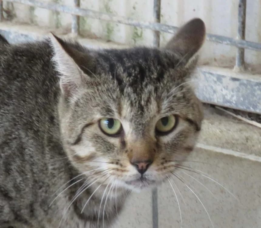 CACTUS, male 3yo Mixed Breed for adoption at SPA Redon, Redon