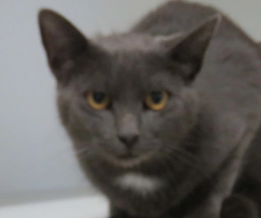 SAUL, male young Mixed Breed for adoption at SPA Redon, Redon