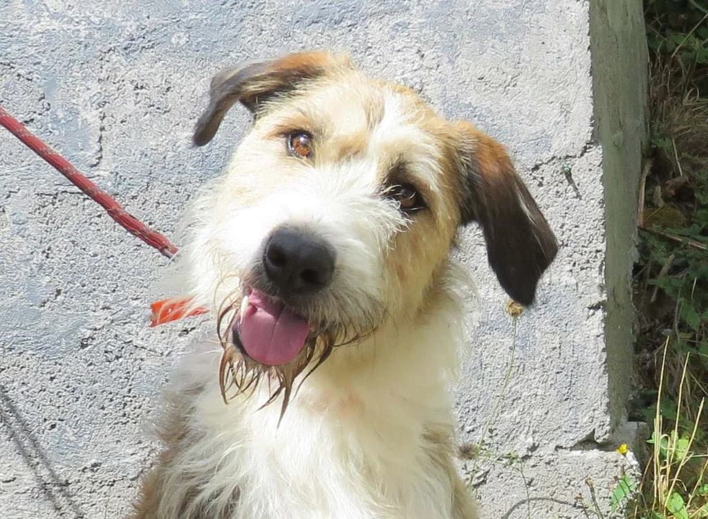 BEETHOVEN, male young mixed breed for adoption at SPA Redon, Redon
