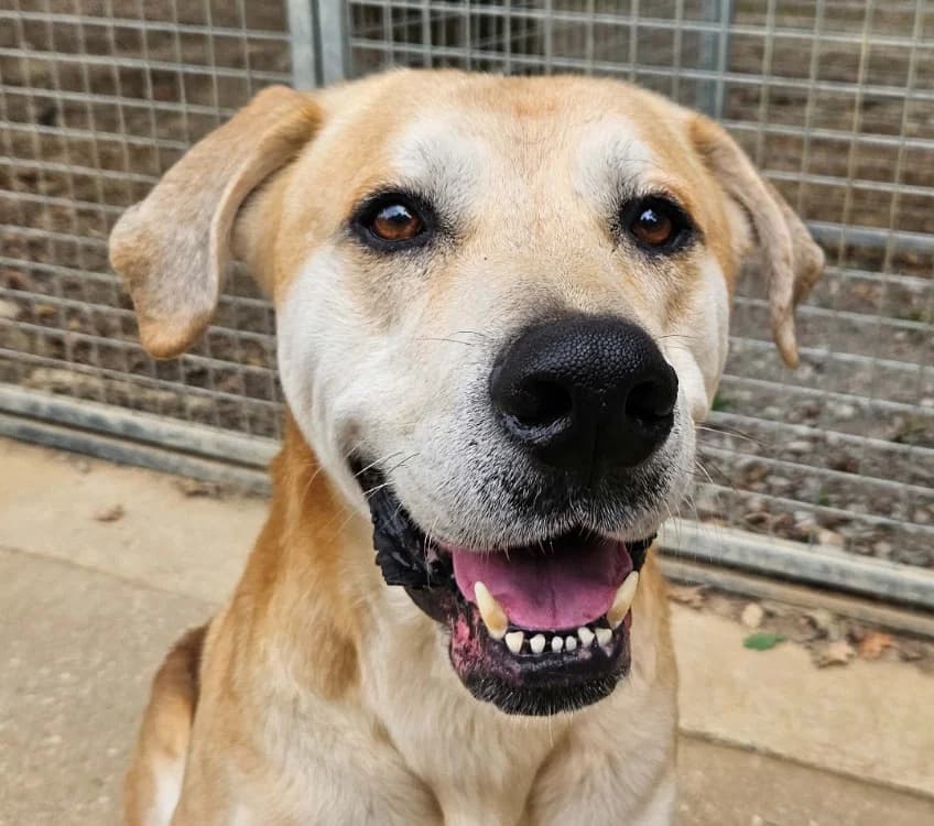 ESPRIT, male 3yo mixed breed for adoption at SPA Redon, Redon