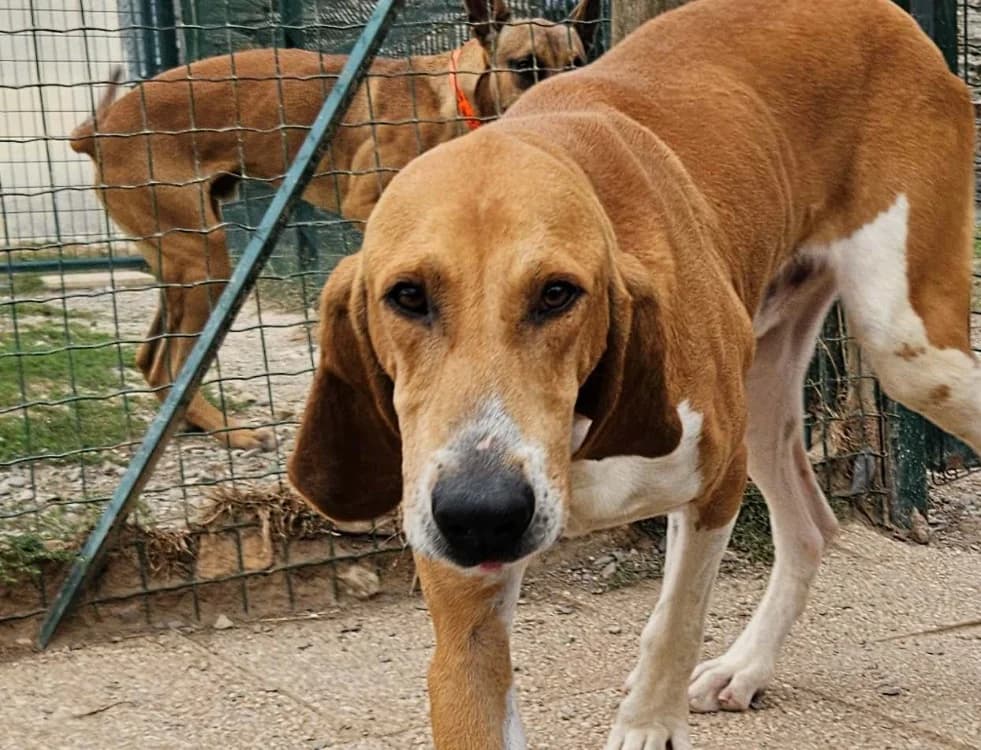 FANTÔME, male 5yo mixed breed for adoption at SPA Redon, Redon
