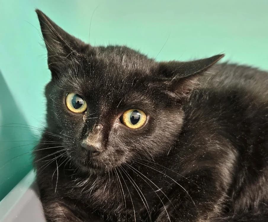 NIGHT, male mixed breed for adoption at SPA Redon, Redon