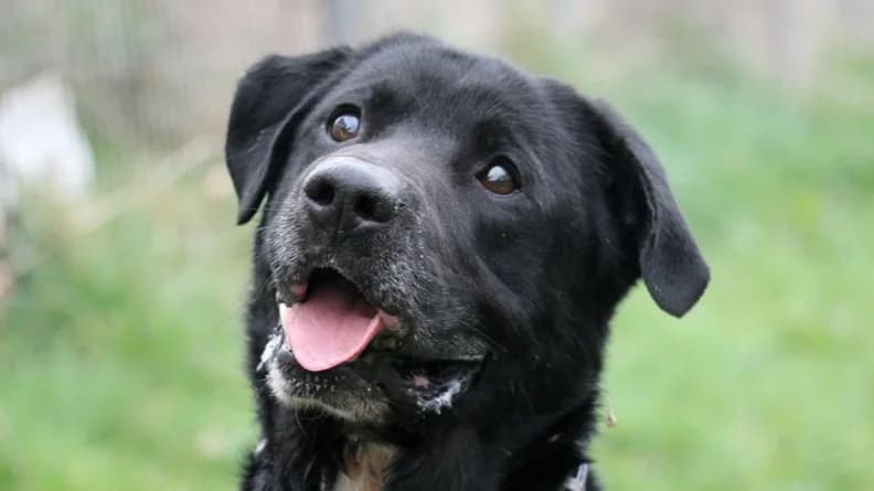 PTOLEMEE, male 7yo Labrador Retriever for adoption at SPA Redon, Redon
