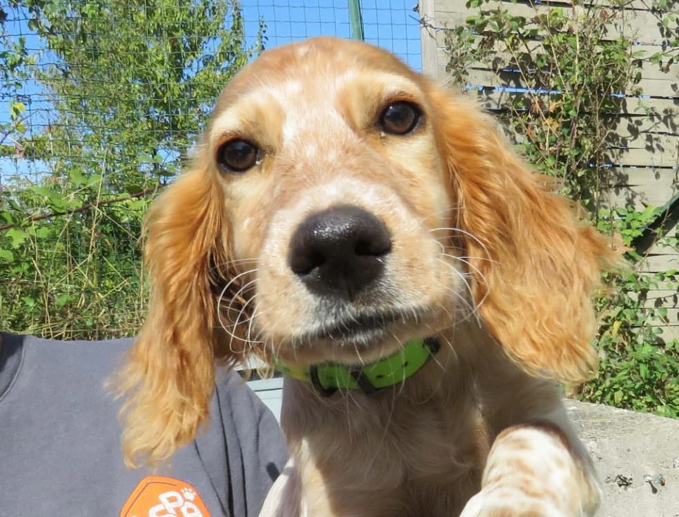 LUTINE, female Brittany Spaniel for adoption at SPA Redon, Redon