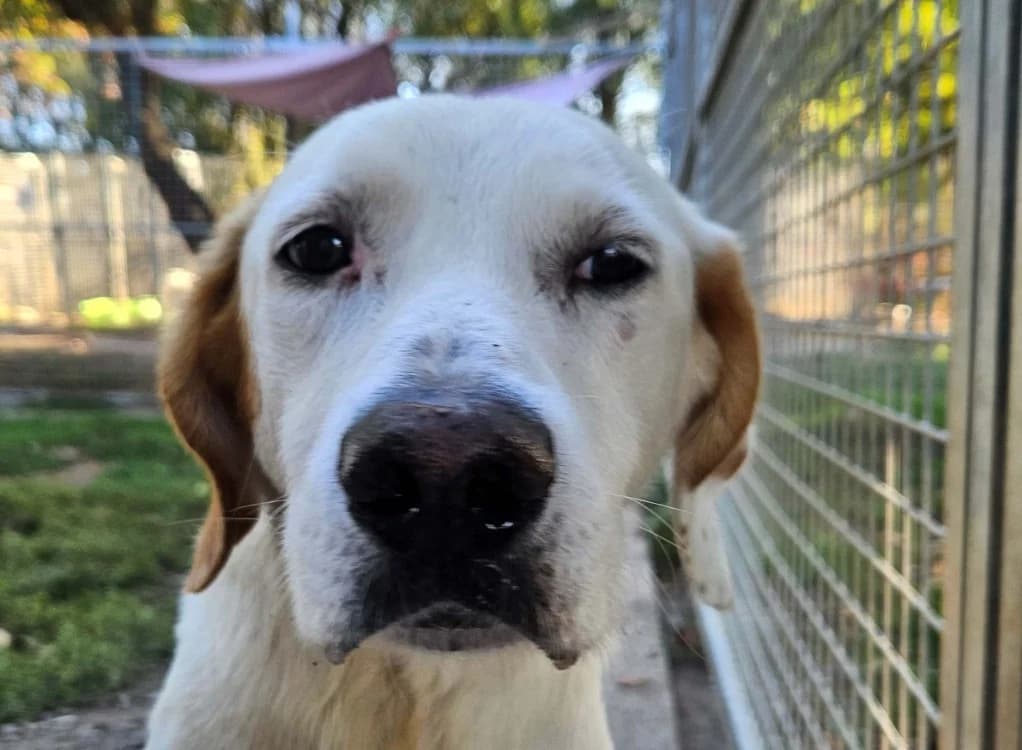 MINUIT, male senior Mixed Breed for adoption at SPA Redon, Redon
