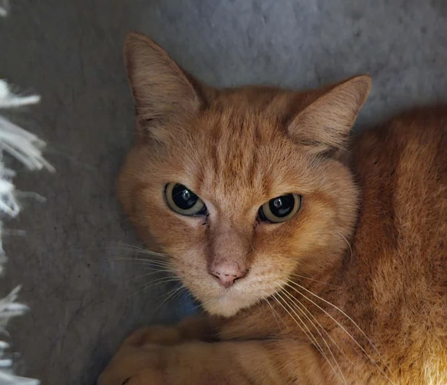 GARFIELD, male 6yo Mixed Breed for adoption at SPA Redon, Redon