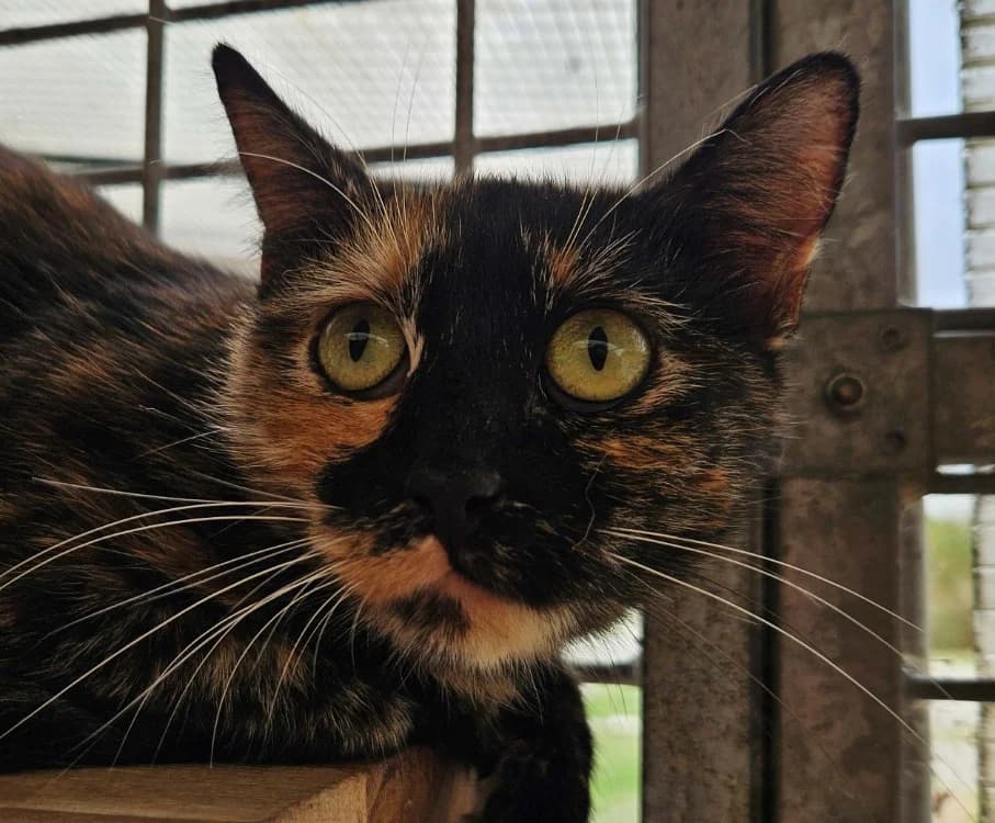 PIXELLE, female 3yo Mixed Breed for adoption at SPA Redon, Redon