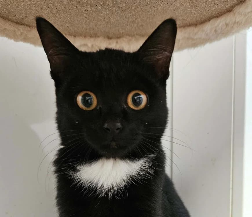 PANDA, female mixed breed for adoption at SPA Redon, Redon