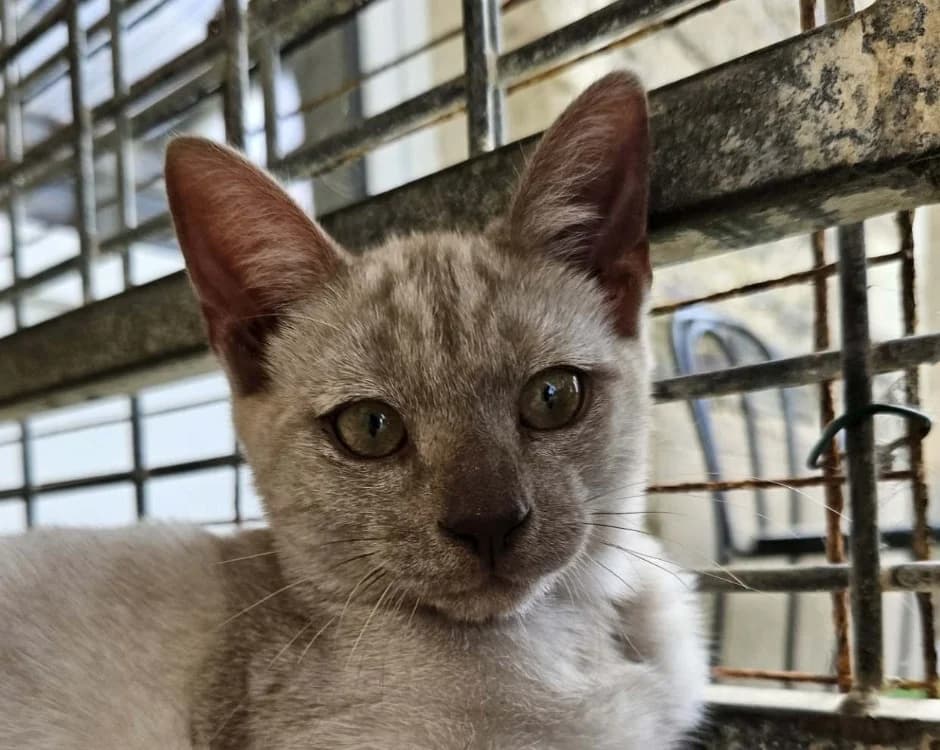 HARU, male Mixed Breed for adoption at SPA Redon, Redon