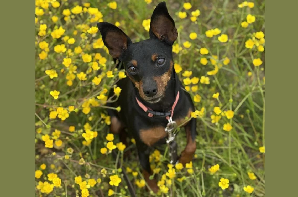 PRIMO, male 6yo mixed breed for adoption at SPA Rennes, Rennes