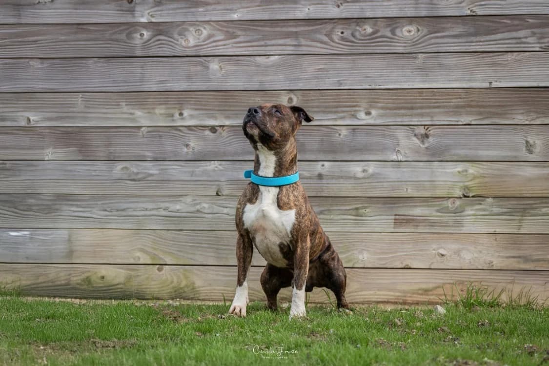 P'TIT BOY, male 5yo mixed breed for adoption at SPA Rennes, Rennes