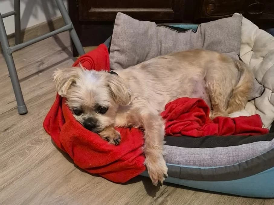 GIBSON, male senior Shih Tzu for adoption at SPA Rennes, Rennes