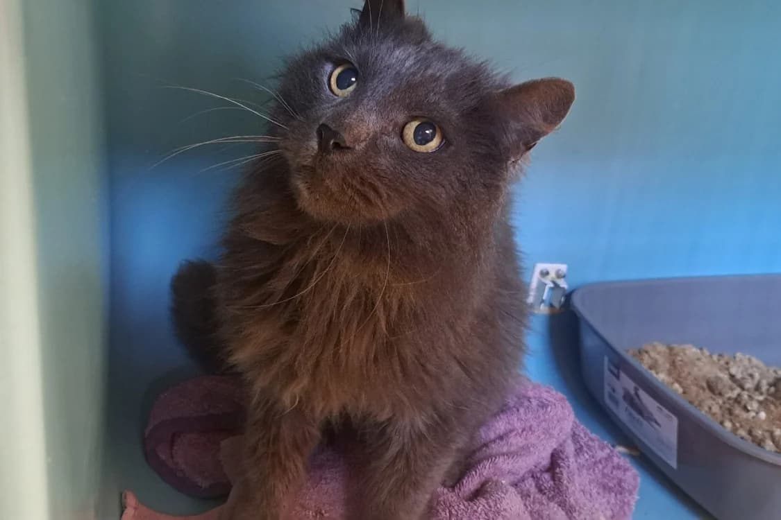 ZYDOS, male senior mixed breed for adoption at SPA Rennes, Rennes