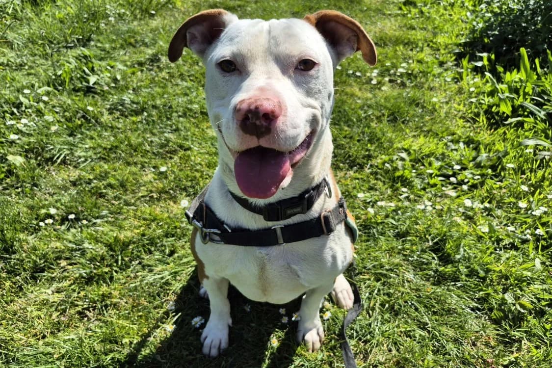 KIRON, male 3yo mixed breed for adoption at SPA Rennes, Rennes