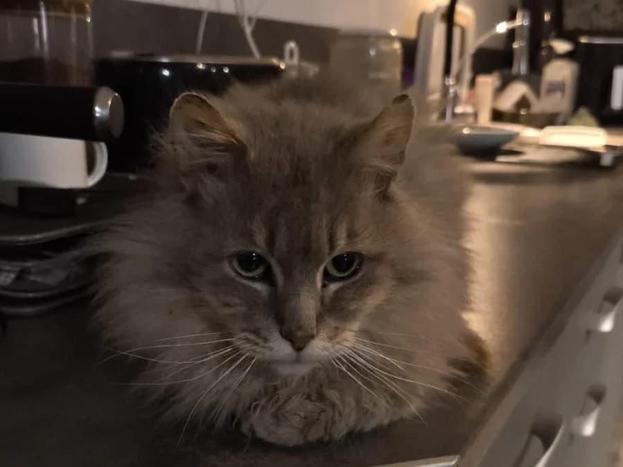 SIMBA, grey male mixed breed for adoption at SPA Rennes, Rennes