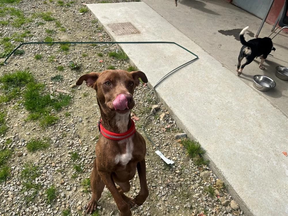 BRODY, male young Mixed Breed for adoption at SPA Rennes, Rennes