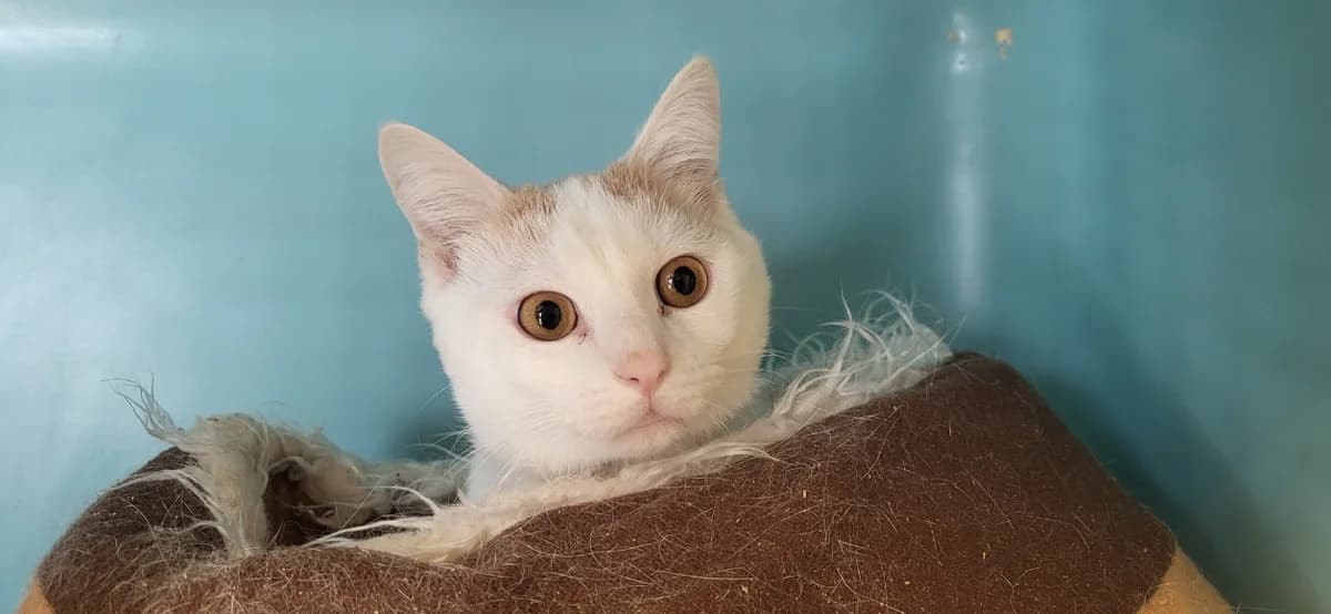 Gusto, male Mixed Breed for adoption at Le Bois Pinson), Bois Pinson