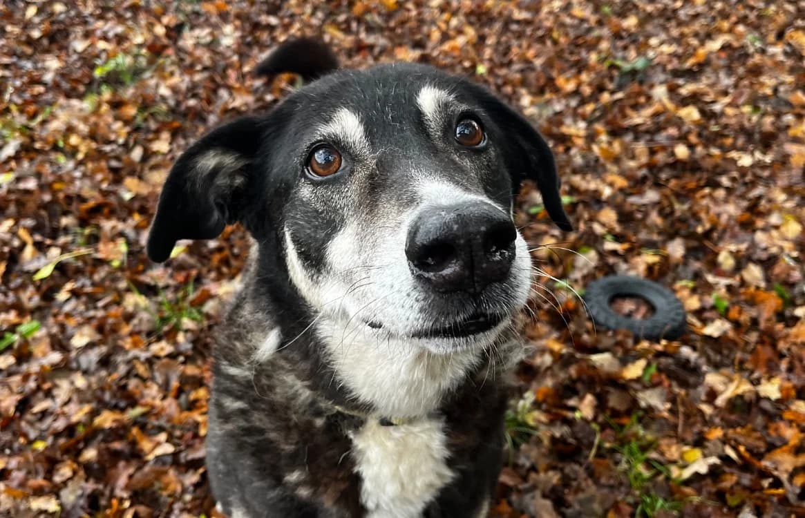 SAFI, male Mixed Breed for adoption at SPA Rennes, Rennes
