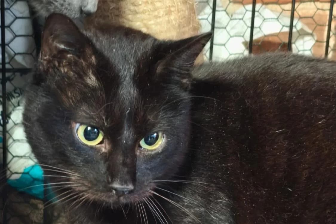 ANTOINE, male mixed breed for adoption at SPA Rennes, Rennes