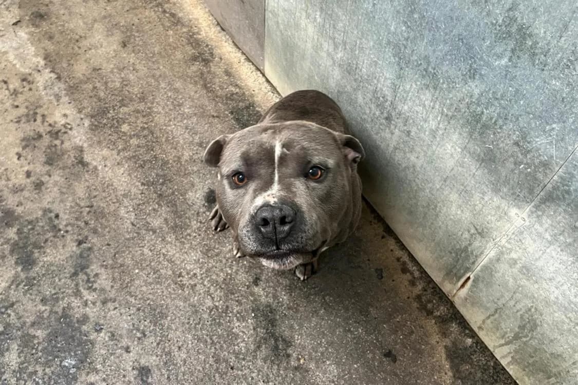 BLUE, male 5yo American Bully for adoption at SPA Rennes, Rennes